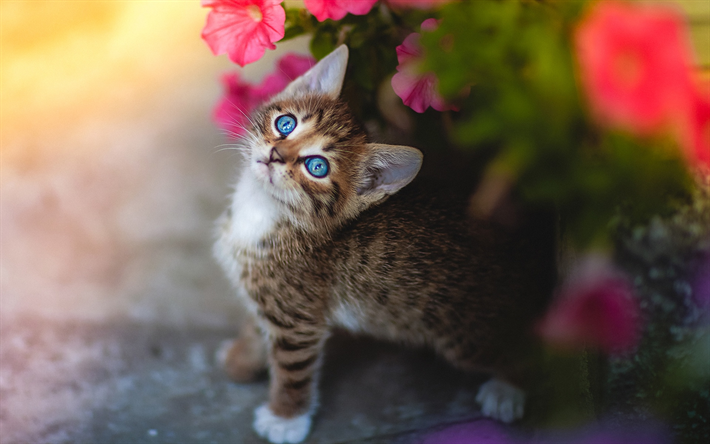 American Bobtail, gatito, ojos azules, mascotas, flores, bokeh, gato dom&#233;stico, gatos, American Bobtail Gato, animales lindos