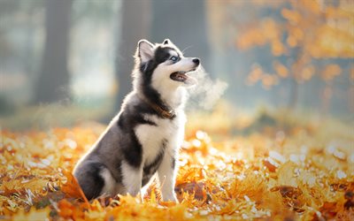 husky, petit chiot, automne, feuilles jaunes, mignon chiens, les animaux de compagnie, chiots, chiens
