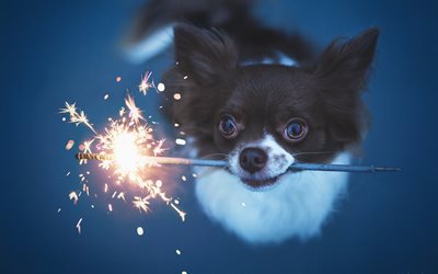 Chihuahua, close-up, dogs, sparkler, brown chihuahua, cute animals, pets, Chihuahua Dog
