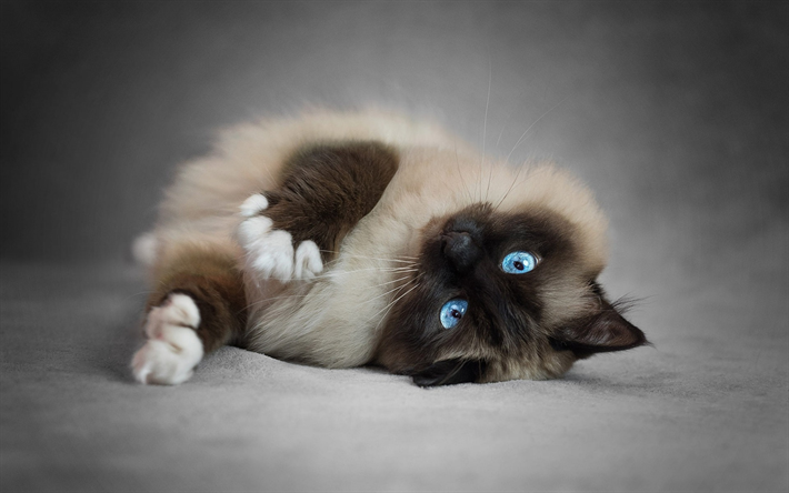 Siamese cat, blue eyes, brown fluffy cat, pets, cats