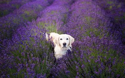 golden retriever, lavender, beautiful fluffy dog, pets, cute animals, labrador, wild flowers, dogs