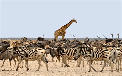 giraffes, zebras, Africa, wild animals, herd of zebras, wildlife