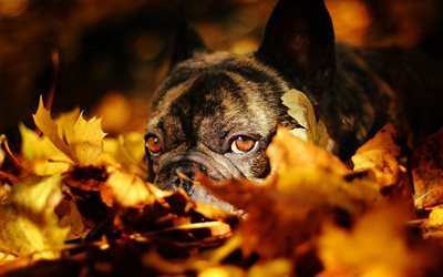 البلدغ الفرنسية, الخريف, أوراق, الكلب