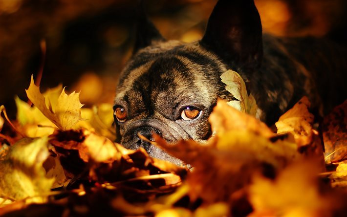 Bulldog francese, autunno, foglie, cane