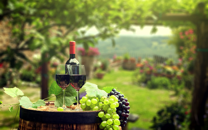 rojo vino, la vi&#241;a, las copas con el vino, las uvas, la cosecha