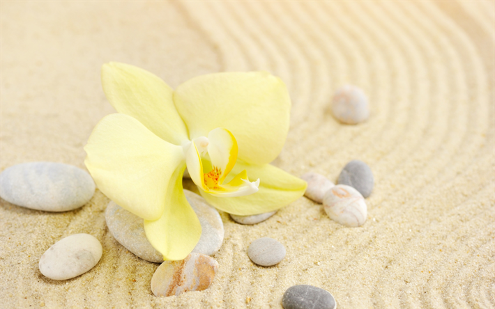 yellow orchid, yellow leaf, sand, spa, stones, seashells