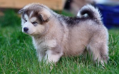 Alaskan Malamute, 4k, puppy, Canis lupus familiaris, dogs, cute animals, pets, Malamute