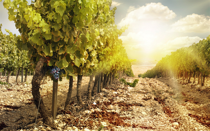 vineyard, autumn, sunset, grapes, harvest