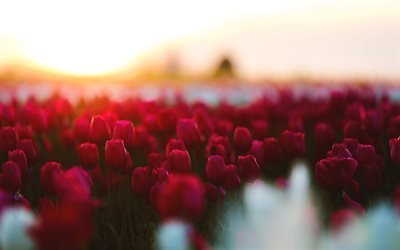 red tulips, 4k, field, bokeh, blur, sunset
