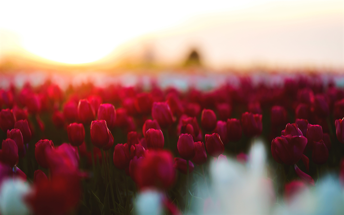 rouge tulipes, 4k, champ, flou, coucher de soleil