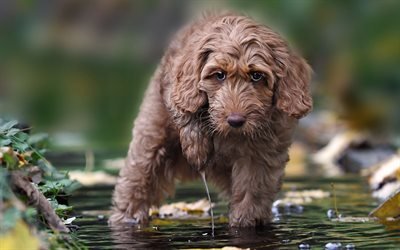 labradoodle, puppy, small dog, cute animals, dogs, water
