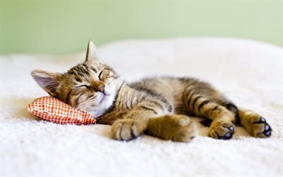 sleeping cat, 4k, kitten, cats, pets, cute animals