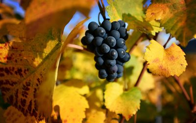grapes, autumn, grape harvest, yellow grape leaves, fruits