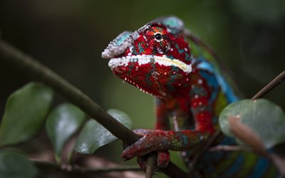 chameleon, reptiles, red chameleon, lizard on a branch, green leaves