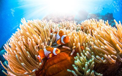 Amphiprion, corals, underwater world, Amphiprioninae, fish in corals, orange fish, clown fish