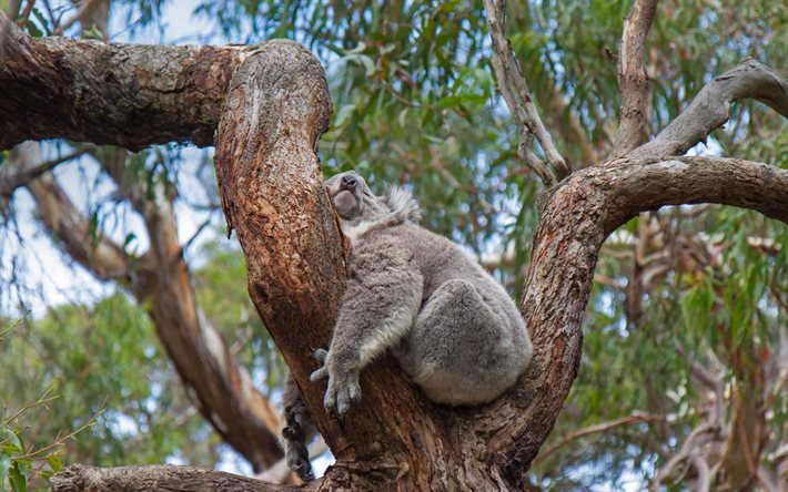 coala adormecido, animais fofos, coala, vida selvagem, animais selvagens, Austr&#225;lia