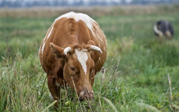 vache brune, ferme, vaches, pr&#233;, herbe verte, vache dans le pr&#233;, animaux de la ferme