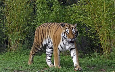 O tigre de Amur, a vida selvagem, predador, arbustos, tigre, grama