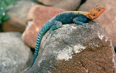 gecko, reptile, lizard, stone