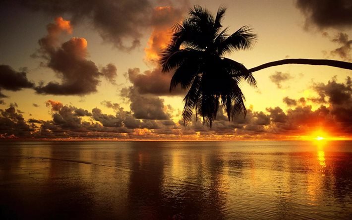 sunset, ocean, palm, coast, evening, tropical islands