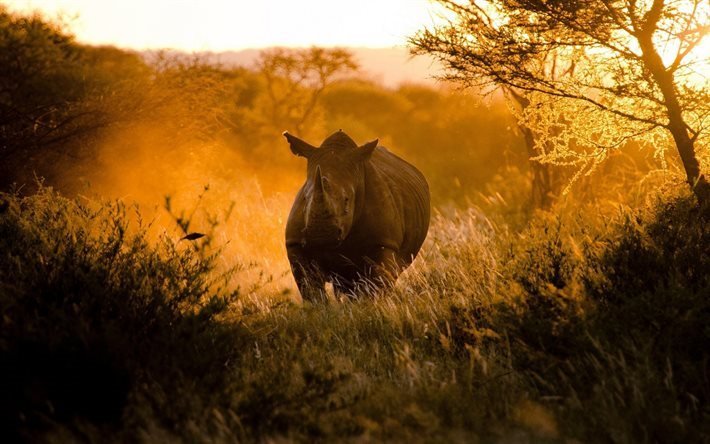 Rhinoceros, Africa, morning, fog, wildlife, big rhinoceros