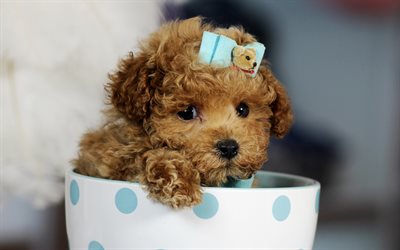brown dog, poodle, cute animals, 4k, dogs, cup, brown puppy, Toy poodle