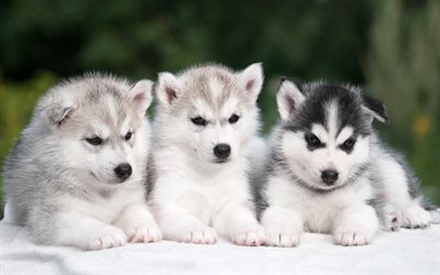 small puppies, husky, cute animals, small dogs, pets, trio