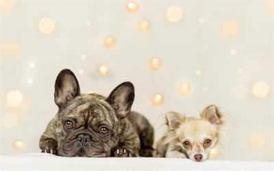 small dogs, puppies, French Bulldog, Chihuahua, dogs, cute animals, year of the dog