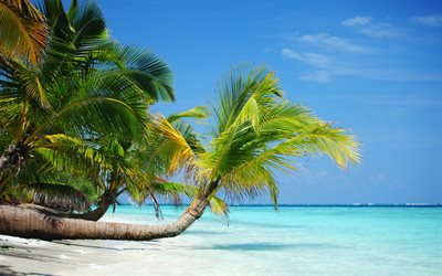 tropik adalar, palmiye, yaz, Seyahat, sahil, deniz, kum
