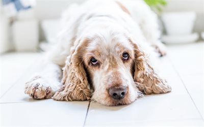 english cocker spaniel, welpe, 4k, cute dog, curly beige welpe, hund