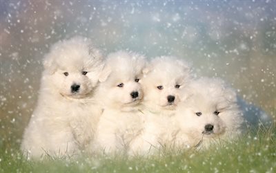 Samoyed犬, 白いふわふわの子犬, かわいい動物たち, ペット, 犬