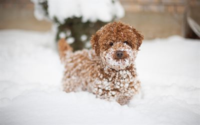 poodle, small puppy, brown dog, curly puppy, winter, snow, pets, 4k