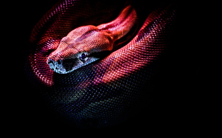red snake, reptile, red scales, snake, Black background