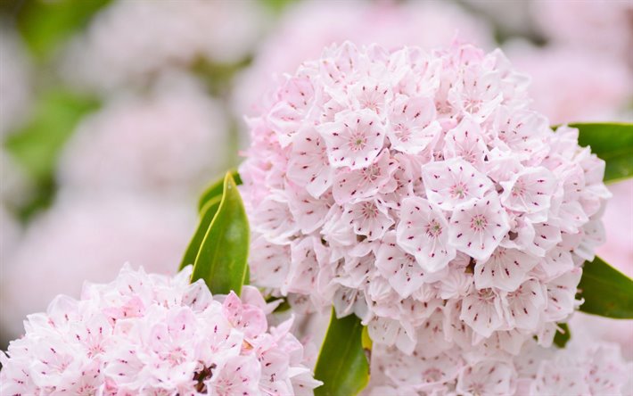 cor-de-rosa flores da primavera, cor-de-rosa primavera de fundo, lindas flores, flores cor de rosa
