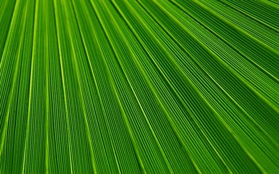 4k, green leaves texture, plant textures, leaves, leaves texture, green leaves, green leaf, macro, leaf pattern, leaf textures