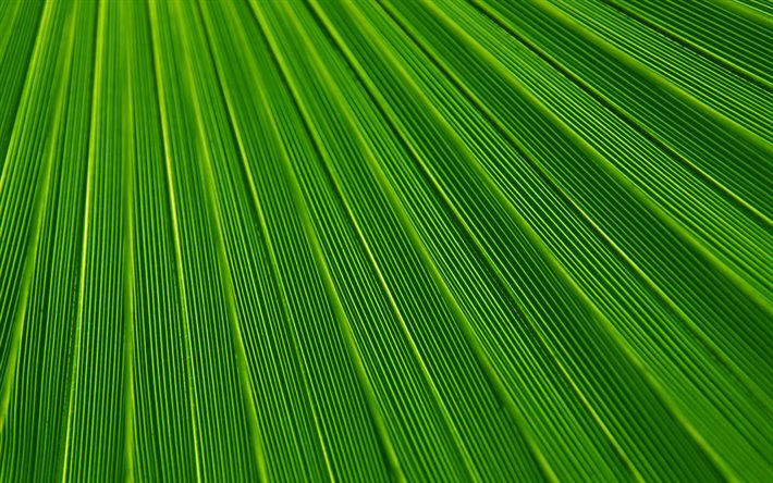 4k, les feuilles vertes de la texture, de la plante des textures, des feuilles, des feuilles de texture, des feuilles vertes, feuilles vert, macro, mod&#232;le de feuille de, feuille de textures