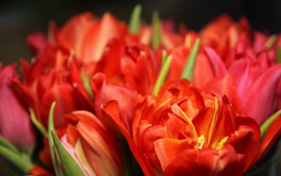 tulipas vermelhas, macro, bokeh, buqu&#234; de tulipas, flores vermelhas, tulipas