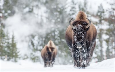 bisonte, invierno, bosque, nieve, fauna silvestre