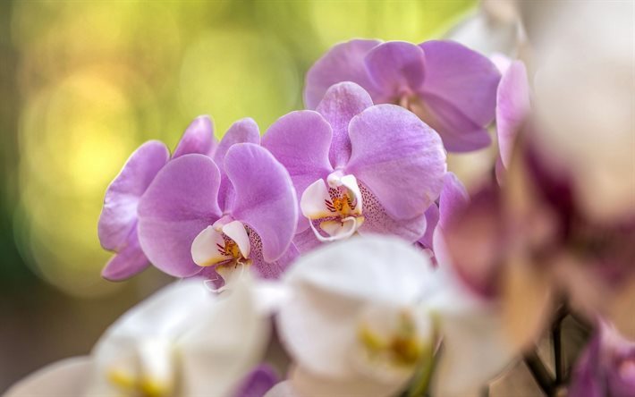 orchids, tropical flowers, pink orchid, orchid branch