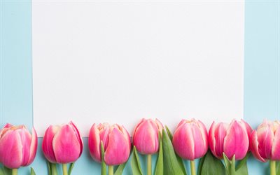 tulipas cor-de-rosa, primavera, folha de papel branco, modelo de cart&#245;es postais para, flores da primavera, tulipas