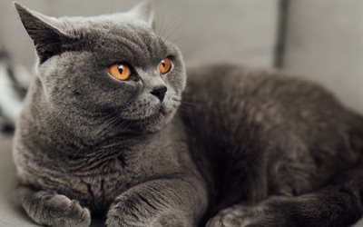 British Shorthair Cat, muzzle, domestic cat, gray cat, yellow eyes, pets, cats, British Shorthair