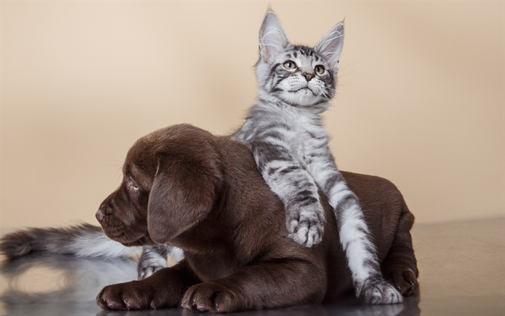 cat and dog, Maine Coon, Labrador, puppy and kitten, 4k, friendship concepts, cute little animals, brown retriever, puppy