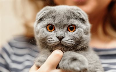 Scottish Fold, funny cat, pets, kitten, gray cat, cats, cute animals, domestic cat, Scottish Fold Cat