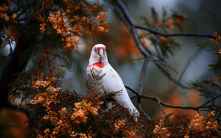 طويل المنقار كورله, الببغاء الوردي, الانف الببغاء, طائر جميل, Cacatua tenuirostris, أستراليا, الوردي المحمر على الوجه, الببغاوات