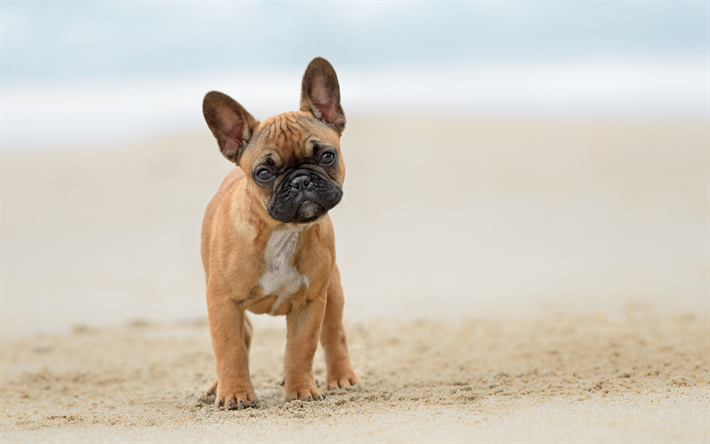 french bulldog, 4k, pets, puppy, dogs, brown french bulldog, cute animals, bulldogs, french bulldog dogs