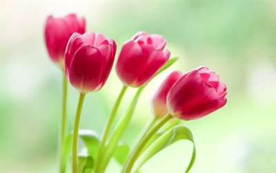 pink tulips, spring, beautiful flowers, spring bouquet, floral background, bokeh