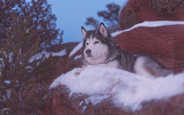 Alaskan Malamute, cane domestico, USA, inverno, neve, razze di cani husky
