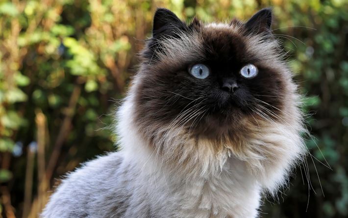Burmese cat, furry cat, portrait, breeds of cats, pets