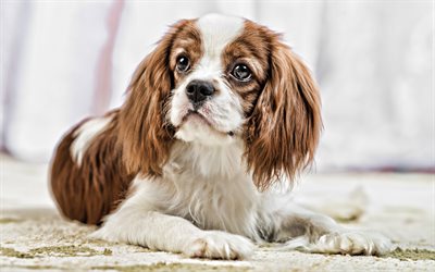 Cavalier King Charles Spaniel, 4k, close-up, de color marr&#243;n spaniel, simp&#225;ticos animales, perros, mascotas, Cavalier King Charles Spaniel Perro