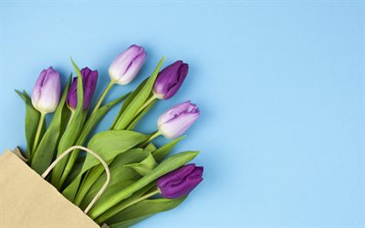 roxo tulipas, primavera, tulipas em um plano de fundo azul, flores da primavera